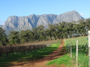 Stellenbosch Wine Country